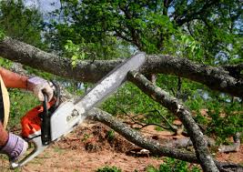 Best Tree Disease Treatment  in Star, ID